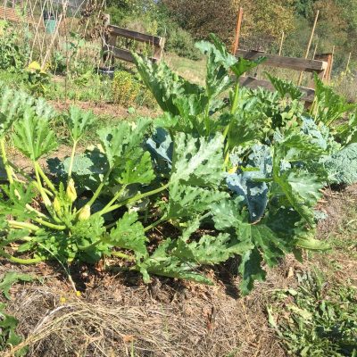 Les courgettes