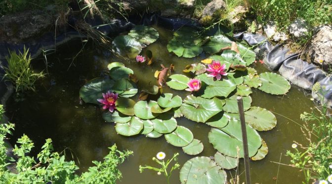 Le jardin fin septembre