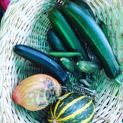 Dernières courgettes