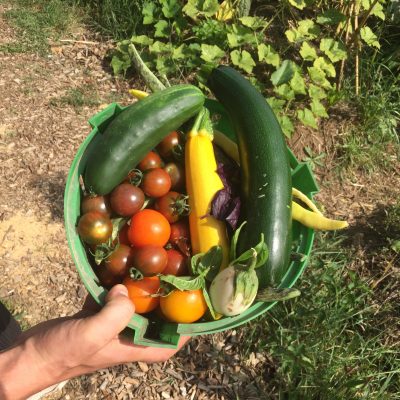 Légumes récoltés