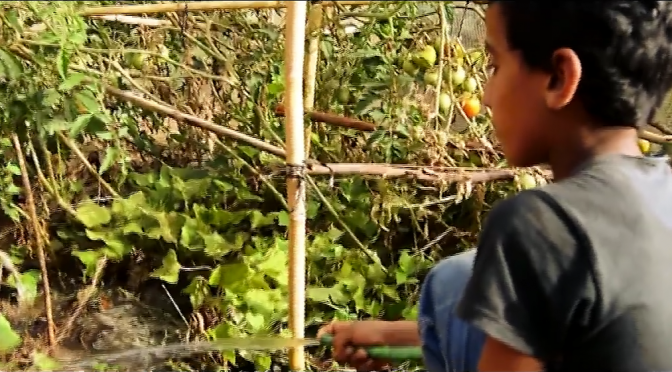 Brachoua – un Potager dans le désert