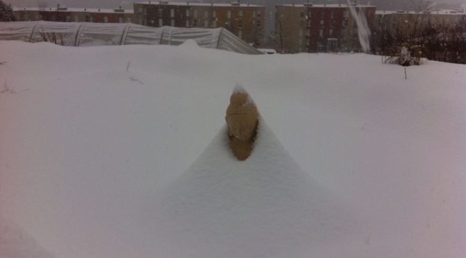 Buddha sous la neige